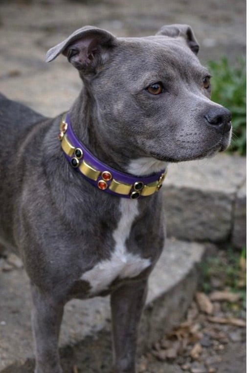 14” - 16” & 1" W Purple Brass Orange Black Bling Crystals Luxury Vegan Biothane Leather Dog CoVA Collar