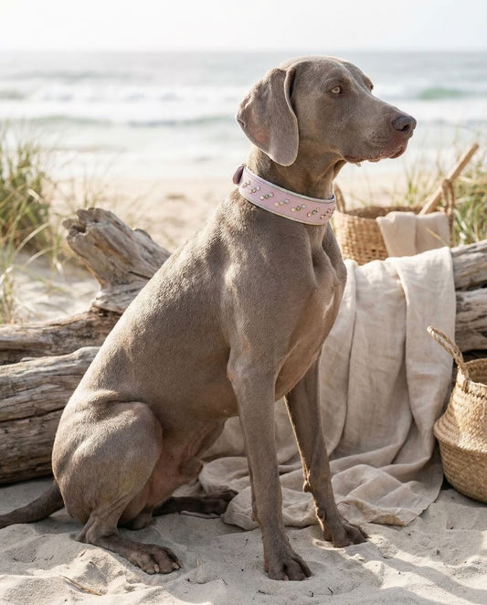 READY TO SHIP! 17" - 19" & 2" W Lavender Purple Green Rose Gold Crystals Luxury Biothane Vegan Leather Dog Cat CoVA Collar