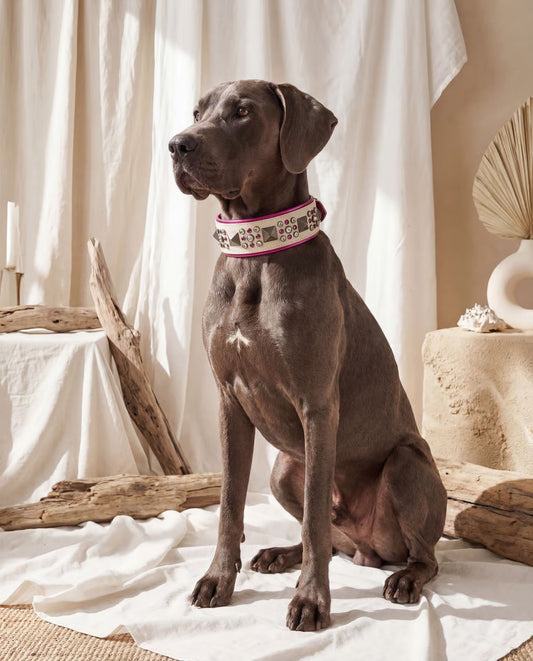 QUICK SHIP!!! 18-20" & 2.5 Wide Barbie Pink White Black Luxury Dog Cat Leather Crystal CoVA Collar