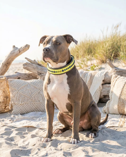 New Color Release - Pastel Yellow READY TO SHIP! 15.5" - 17.5" & 1.5W" Heliotrope Vitrail Medium Biothane Crystal Luxury Dog Cat Collar