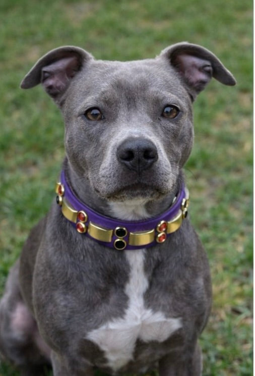 14” - 16” & 1" W Purple Brass Orange Black Bling Crystals Luxury Vegan Biothane Leather Dog CoVA Collar