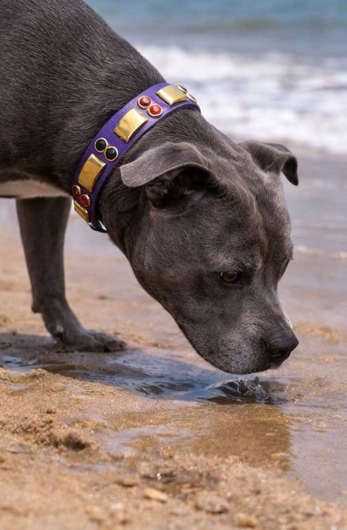 14” - 16” & 1" W Purple Brass Orange Black Bling Crystals Luxury Vegan Biothane Leather Dog CoVA Collar