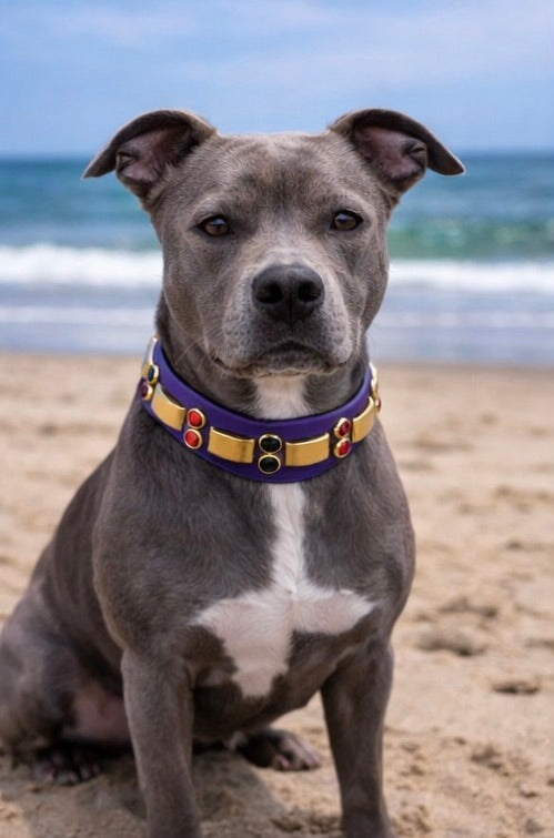 14” - 16” & 1" W Purple Brass Orange Black Bling Crystals Luxury Vegan Biothane Leather Dog CoVA Collar